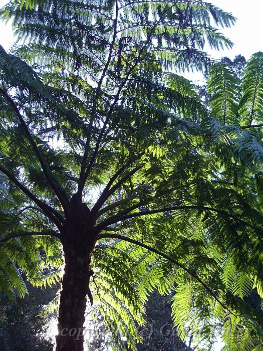 Tree fern, Melbourne Botanic Gardens IMGP2112.JPG